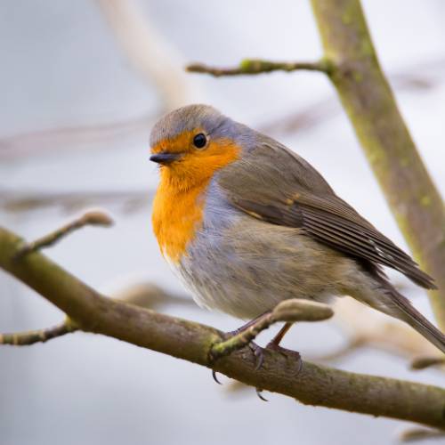 robin in tree